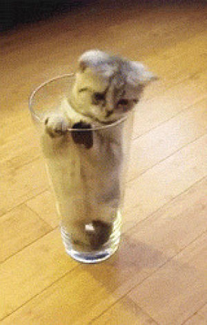 humorous,reaction,cute,animals,kitten,curious kitty,inside cup,for fun