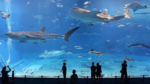 aquarium,sea,tank,kuroshio,world,second