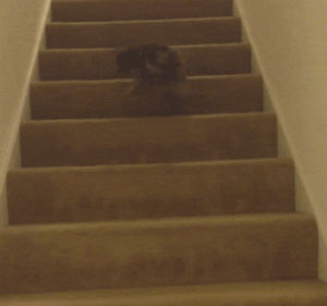 funny,dog,fail,stairs,afv