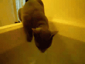 running,cat,water,jump,kitty,escape,bath