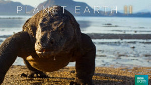 komodo,lizard,bbc,walk,crawl,islands,planet earth 2