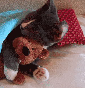 hugging,hug,teddy,cat,bear,cutest