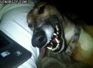 wtf,dog,animals,smile,laughing,sleeping,teeth,demons,deep sleep