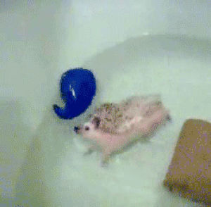 animals,playing,swimming,hedgehog,bathtub,im buying one