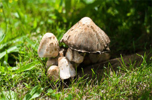 mushroom,3d,oc,buddies