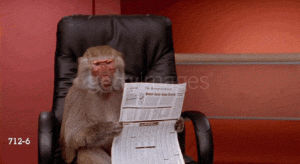 office monkey,baboon,businessman,newspaper,glasses,reading,newsletter