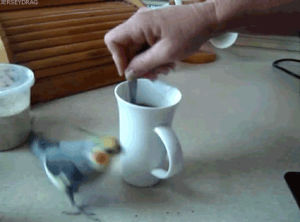 animals,excited,crazy,bird,coffee,exciting,circle