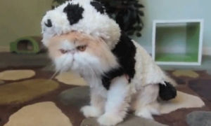 panda,cat costume,cat,animals,cute,costume,dress up,animals wearing hats
