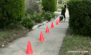 like a boss,walking on front paws,animals,dog,amazing,trick,cross,handstand,pet trick,navigating cones