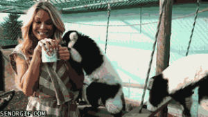 Гифка животные какаду кружка гиф картинка, скачать анимированный gif на ...