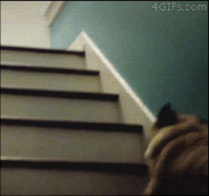 pug,stairs,cute,jump,hop