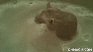 mouse,real,stuart little,funny,cute,animals,bath,wash