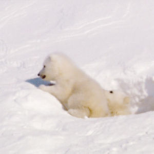 animals,polar bear,polar bear cub,bear,climbing,escapes hill