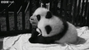 romance,friends,baby panda,follow,chinese,tumblr,like,panda,cuteness,funny,love,cute,black and white,animal,kawaii,hug,asian,teen,best friends