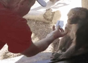 Monkey rally GIF - Find on GIFER