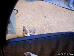 GIF funny cat cute - animated GIF on GIFER