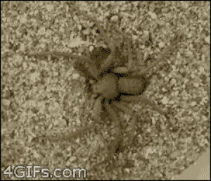 camouflage,scary,nope,spider,sand,hiding,covers,nature you scary,buries