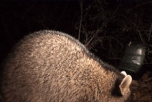 raccoon,shocked,what,huh