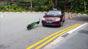 bird,peacock,angry,car,attacks