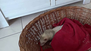 angry,shocked,wake up,ferret,basket