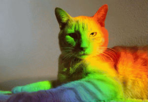 rainbow,trippy,cat,cats