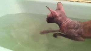 sphynx,cat,swimming,bath
