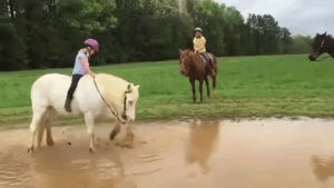 animals being jerks,mud,play