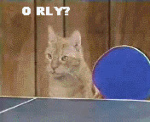 table tennis,ping pong,orly,cat,really,pingpong,o rly,maru the cat,playing cat