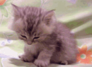 kitten,baby kitten,kittens,cat,cats,pet,p,baby cat