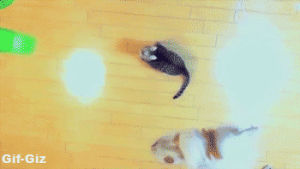 slow motion,cat,jumping