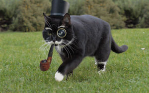 gentleman,cat