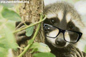 Gif Sylvester Rien Lunettes Animated Gif On Gifer By Ballantrius