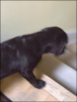 animals,stairs,legs,cat,dog,puppy,playing,sliding,slides