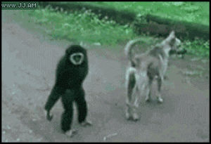 monkey,gibbon,troll,dog,tail,jerk,taunts,pull