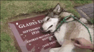 dog,sad,graveyard