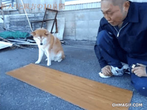 diy,work,dog,help,wood,tape,mixed,helps,owner,caentry