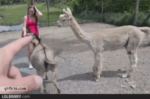 llama,funny,animals,donkey