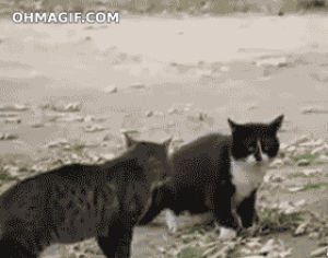 fighting,cat fight,funny,stop,cute,cat,dog