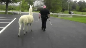 llama,dog,police,let,use,wcgw