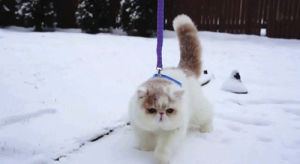 snow,cat,fat,qattus