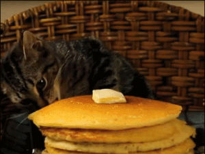 hungry,pancakes,pancake,cat,steal,stealing