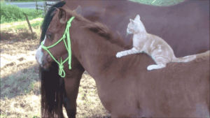 kitten,cat,animals,horse