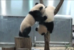 panda,adorable,fail