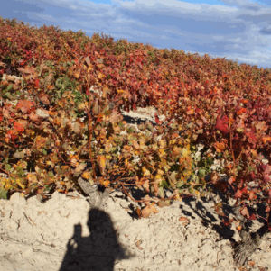 wind,nature,shadow,wine,spain,vino,espaa,wine blog,spanish wine,vino de espaa,la rioja,vias,vinyard,wine region