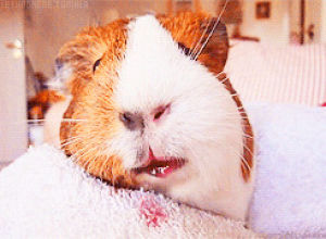 guinea pig,for anon