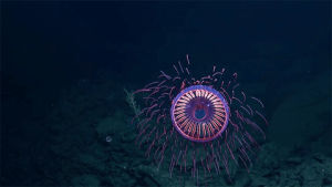 jellyfish,nautilus,animals,wildlife,ev