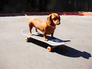 skateboard,funny animals,hot dog,weenie dog,cute,animals,animal,dogs,daschund,skateboarding animal