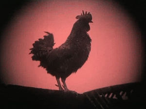 cock,vintage,crowing,rooster,silhouette,movie,film,animals,other,1920s,nosferatu,political cash
