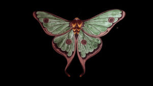 animation,moth,painting,interesting