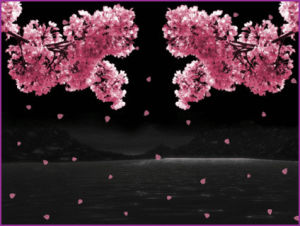 Cherry blossom GIF - Find on GIFER